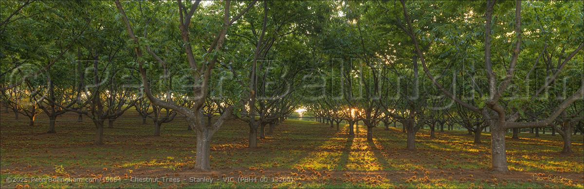 Peter Bellingham Photography Chestnut Trees - Stanley - VIC (PBH4 00 13200)